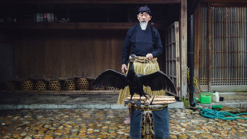 A skilled fisherman proudly displaying his cormorant, traditional partners in the age-old fishing practice unique to Gifu City, where these birds are artfully employed for fishing.